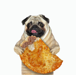 A dog pug holds a fried pie with meat. White background. Isolated.