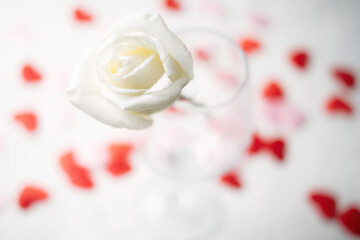 Valentines day greeting card with white rose