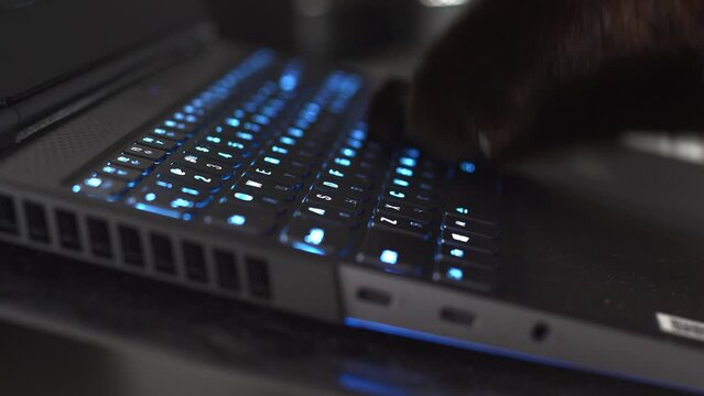 Cat paws typing on the keyboard. cat doing online shopping. A programmer at work. Hacker hacks into the system