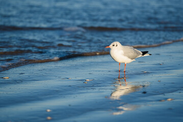 Bird tern stays on the beach in water