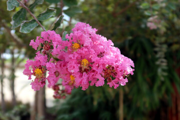 Lagerstroemia commonly known as crape myrtle (also spelled crepe myrtle or crepe myrtle)