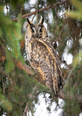 Long eared owl (  Asio otus  ) close up