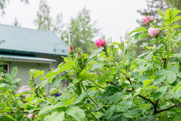 Naklejka na ściany i meble a blooming pink rose bush against the background of a new wooden house with a green roof is the concept of living in nature, outside the city, in your own house in the suburbs