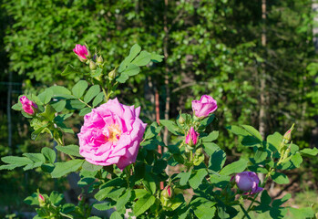 Obraz na płótnie Canvas bright lush pink rose in the sun - a green bush in the garden