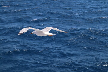 Fototapeta premium White seagull spreading its wings flies over the blue sea