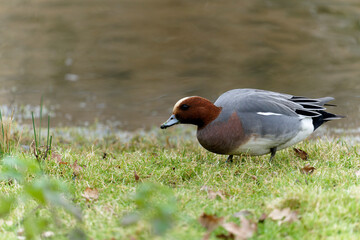 Wigeon, Anas penelope,