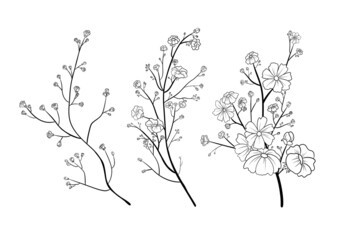 A set of aesthetic graphic plant branches, flowers. Design elements and illustrations. Black and white raster graphics.