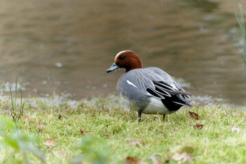 Wigeon, Anas penelope,