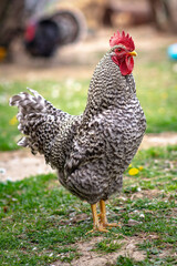 Domestic grey male rooster standing and posing on the farm in village
