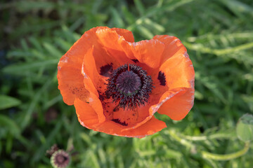 Fototapete bei efototapeten.de bestellen   