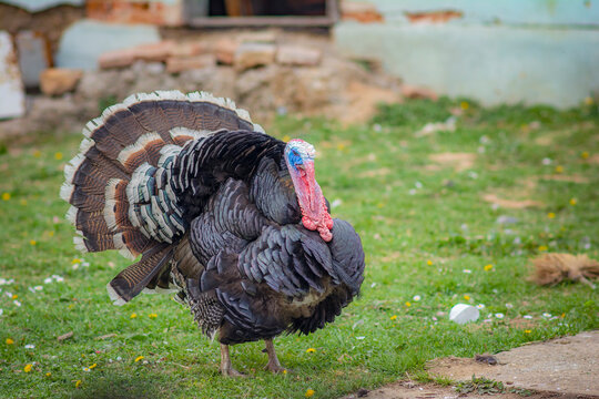 Side view of a wild male turkey spreading with his colorful feathers on a local farm in village
