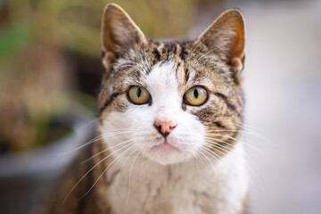 Portrait of green-eyed cat staring at you, outdoors, closeup