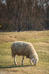 Sheep grazing fresh grass on a field in nature environment, rural surrounding