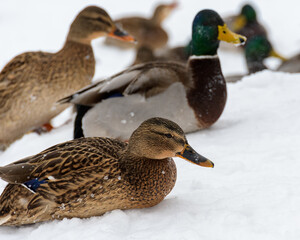 Close-up of a beauty motley mallard duck resting in the snow against the backdrop of a flock of ducks that did not fly south. Frosty winter day.