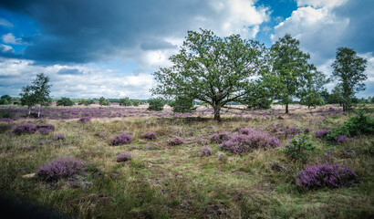 Obraz premium moorland