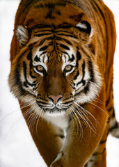 Portrait of a tiger on a white background