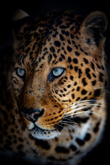 Fototapeta na wymiar Portrait of a leopard on a black background