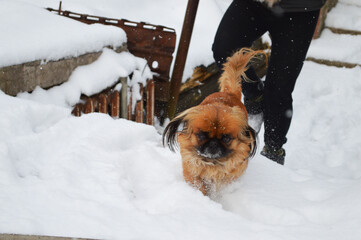 Ginger pekingese dog walking outside in snow weather with her owner