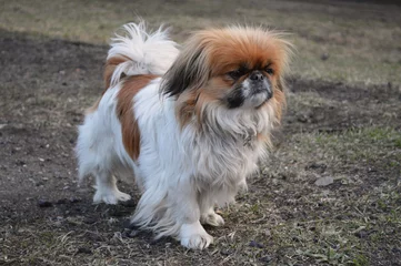 Portrait of pekingese dog walking outside