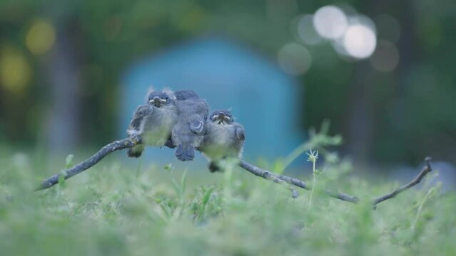 3 little birds sitting on a stick. Baby fledglings side by side. House shape framing subjects. Ground level perspective.