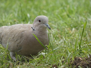 dove on the grass