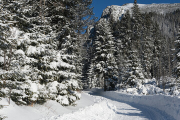 Beautiful snowy forest in High Tatras near to poprad lake, Slovakia