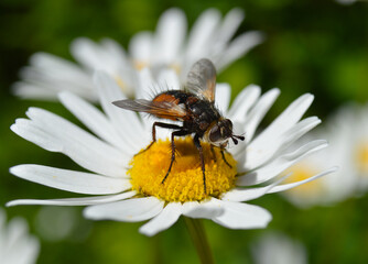 Fly on a flower, macrophoto, tachina magnicornis