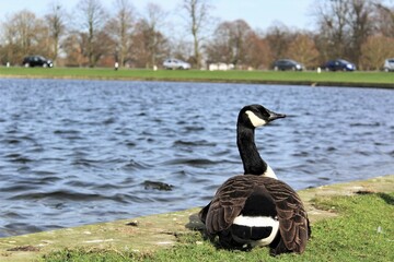 Goose on the water