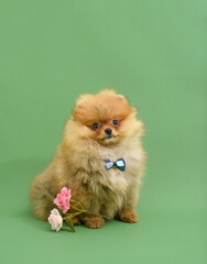 Fototapeta na wymiar Cute confused gentleman pomeranian puppy with green background with flowers wearing bowtie