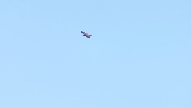 Honey buzzard in flight, mount Meron, Galilee, Israel
Footage from israel, 2022
