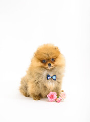 Fototapeta na wymiar Cute confused gentleman pomeranian puppy with white background with flowers wearing bowtie
