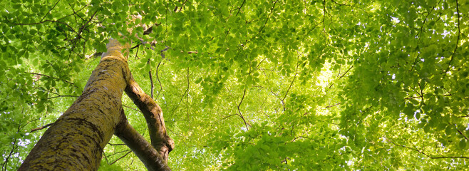 Panoramic view of the green summer beech forest. Sunlight through the mighty trees. Environmental conservation, ecology, pure nature, ecotourism. Idyllic landscape - obrazy, fototapety, plakaty