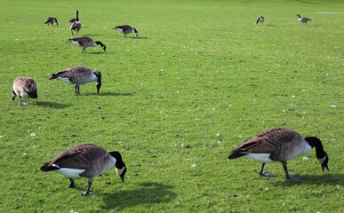 Geese in the grass