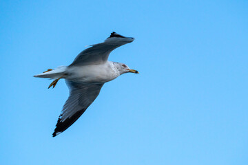Ring-billed gull, one of the most common gulls in North America, soaring in a blue sky.