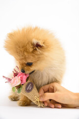 Cute confused lovely pomeranian lady puppy with white background interacting with flowers
