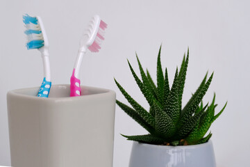 close-up of toothbrushes in a glass, indoor flower, concept of daily routine, oral hygiene, symbol...
