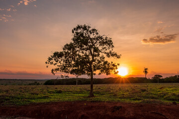 Fototapeta na wymiar Pôr do sol com uma árvore em destaque no cerrado em Minas Gerais.