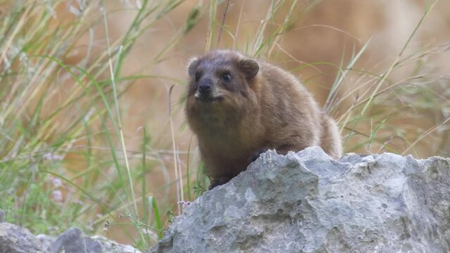 Rock hyrax sunbathing in Nahal Amud Gorge, Galilee, Israel

Footage from israel, 2022
