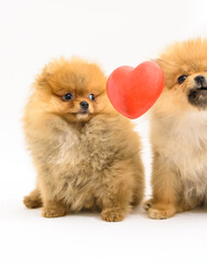 Two cute confused lovely pomeranian puppies with white background interacting with levitating heart