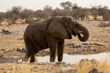 Elephant at the waterhole drinks water. Etosha National Park. Namibia