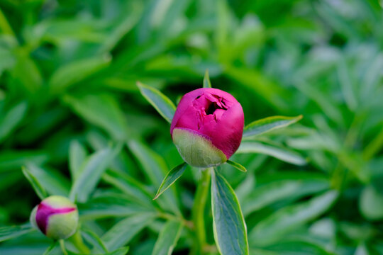 photo of unopened bud in a flower bed, in the garden, blooming pink peony in green summer field, natural, environmental concept, beautiful background for a postcard, designer