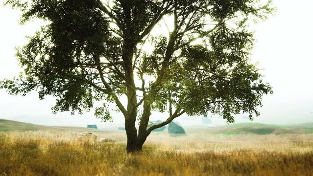 dark autumn tree and the yellow grass field