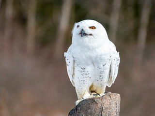 Obraz premium A Snowy Owl (Bubo scandiacus) sitting on a post, blurry background