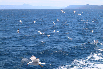 A flock of seagulls flies over a stormy sea against the backdrop of mountains on the coast of Croatia