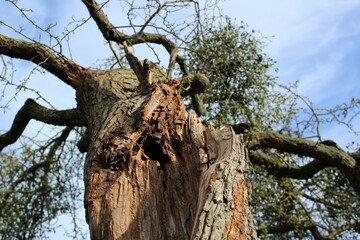 Fototapeta na wymiar Old tree in the Bushy Park