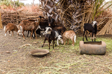 Sheep enclosure in a Nubian village on a sandy island in the river Nile near Abri, Sudan - obrazy, fototapety, plakaty