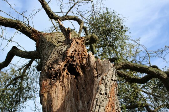 Old tree in the Bushy Park