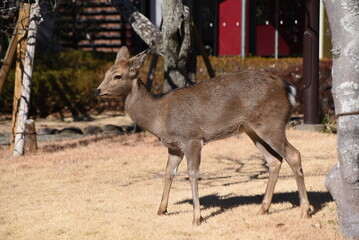 A wild Japanese deer who visited the garden in search of food. 