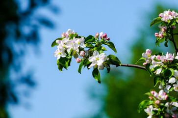 blossoming branches of an apple tree against the sky