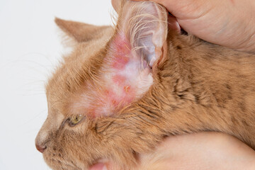 Close up of a rash on the skin of the cat's ears. Diagnosis of scabies or mange in cats....